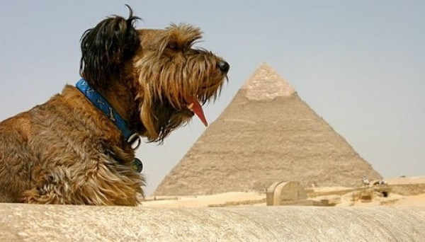 Oscar - a traveler's dog